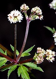 Sanicula europaea - Sanikel