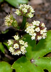 Sanicula europaea - Sanikel