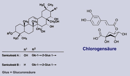 Sanuculosid, Chlorogensäure - Inmhaltstoffe des Sanikels