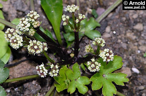 Sanicula europaea - Sanikel