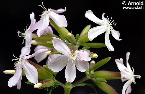 Blüte des echten Seifenkrautes