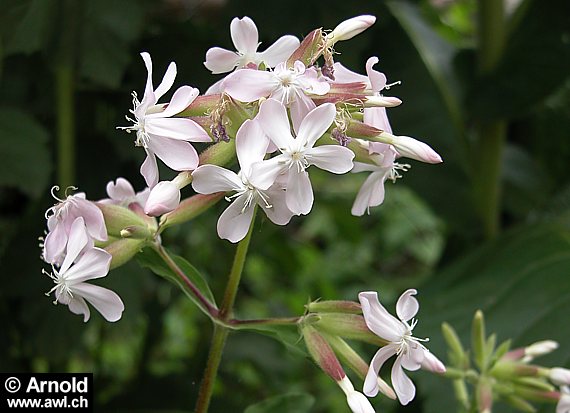 Saponaria officinalis - Echtes Seifenkraut