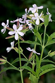 Saponaria officinalis - Echtes Seifenkraut