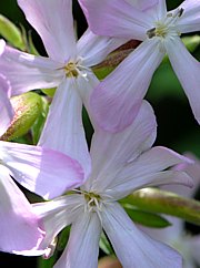 Saponaria officinalis - Echtes Seifenkraut