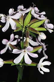 Saponaria officinalis - Echtes Seifenkraut