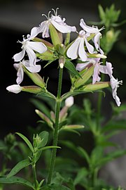 Saponaria officinalis - Echtes Seifenkraut