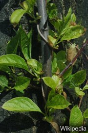 Schisandra chinensis - Chinesisches Spaltkörbchen