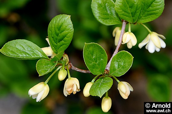 Schisandra chinensis - Chinesisches Spaltkörbchen - Wu Wei Zi