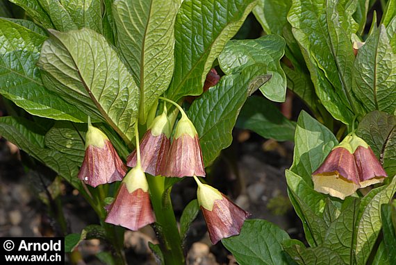 Scopolia carniolica - Glockenbilsenkraut