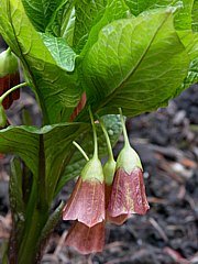 Scopolia carniolica - Glockenbilsenkraut