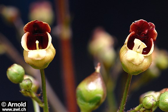 Scrophularia nodosa - Braunwurz