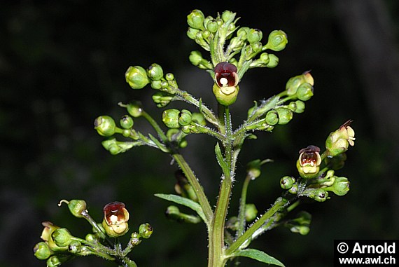 Scrophularia nodosa - Braunwurz