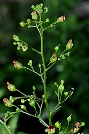 Scrophularia nodosa - Braunwurz 