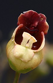 Scrophularia nodosa - Braunwurz 