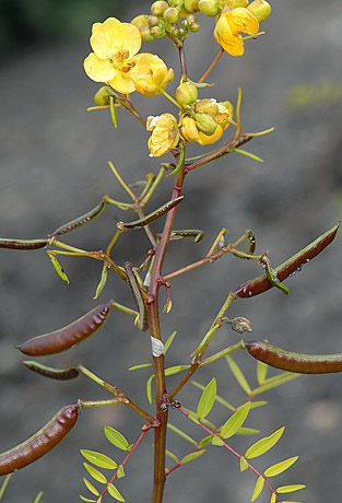 Senna alexandrina