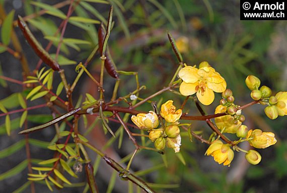 Senna alexandrina - Senna