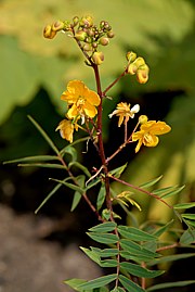 Senna alexandrina - Senna