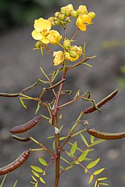 Senna alexandrina - Senna