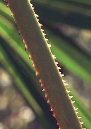 Sägepalme - Serenoa repens