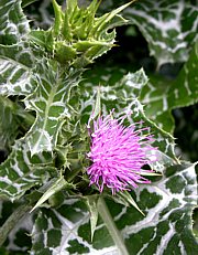 Mariendistel mit Blüte