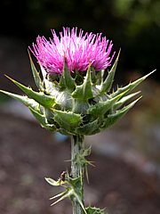 Blüte der Mariendistel