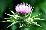 Silybum marianum