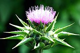 Die Mariendistel ist eine der wichtigsten Heilpflanzen Blüte der Mariendistel (Silybum marianum)