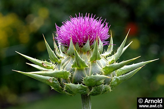 Mariendistelblüte mit den stacheligen Hüllblättern