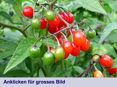 Bittersüsser Nachtschatten (Solanum dulcamara)