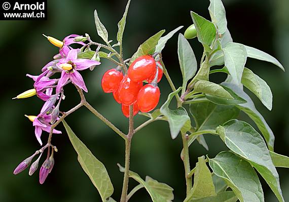 Solanum dulcamara - Bittersüsser Nachtschatten