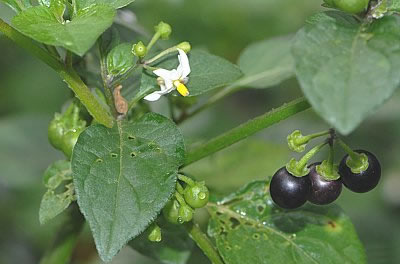 Schwarzer Nachtschatten mit Blüten und Beeren