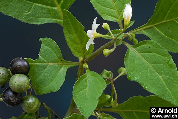 Solanum nigrum - Schwarzer Nachtschatten