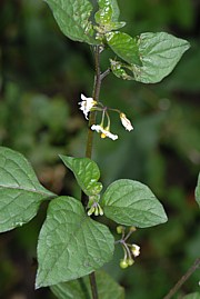 Solanum nigrum - Schwarzer Nachtschatten