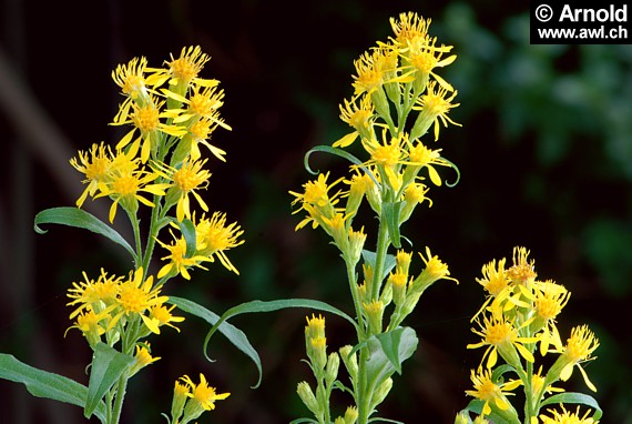 Echte Goldrute (Solidago virgaurea)