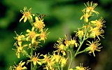 Blüten der echten Goldrute werden von Insekten besucht