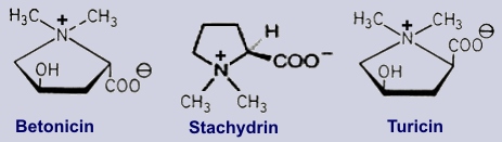 Bentonicin, Stachydrin, Turicin - Inhaltsstoffe der Betonie