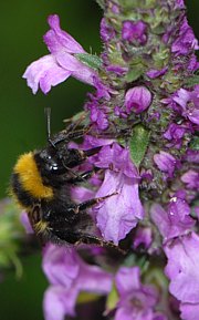 Stachys officinalis - Betonie, Echter Ziest