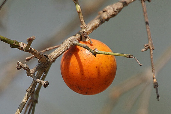 Brechnuss Frucht