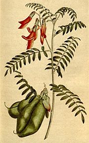 Lessertia frutescens - Ballonerbse