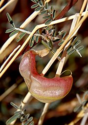 Lessertia frutescens - Ballonerbse