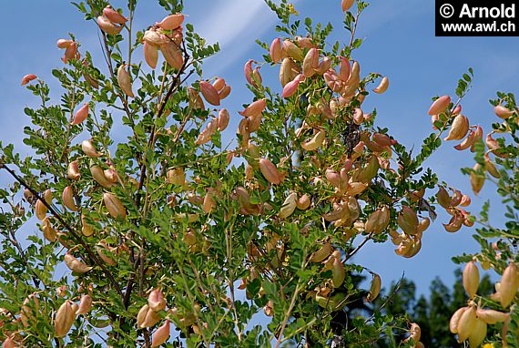 Lessertia frutescens - Ballonerbse