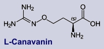 Canavanin - Inhaltsstoff der Ballonerbse