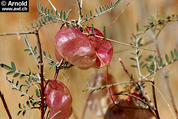 Lessertia frutescens - Ballonerbse