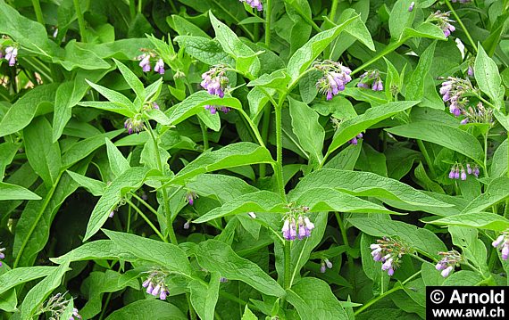 Habitus vom Beinwell (Symphytum officinale)