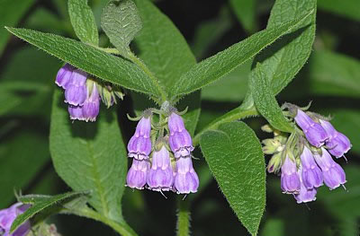 Beinwellpflanze in voller Blüte