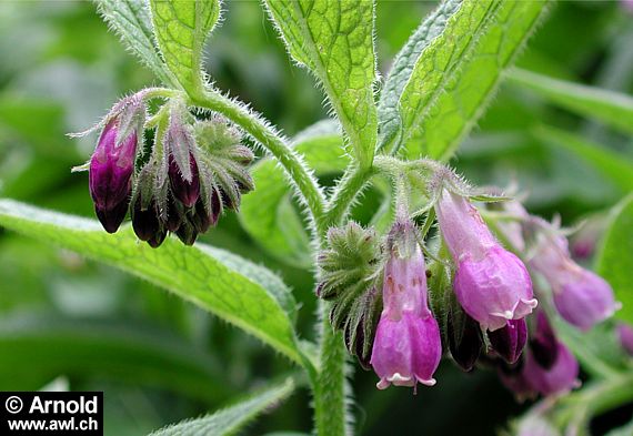 Gemeiner Beinwell (Symphytum officinale)