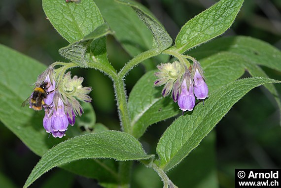 Wallwurz, Beinwell (Symphytum officinale)