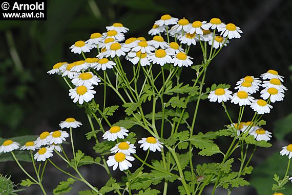 Tanacetum parthenium - Mutterkraut