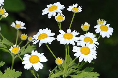 Mutterkraut (Tanacetum parthenium)