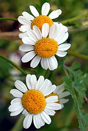 Tanacetum parthenium - Bild 1